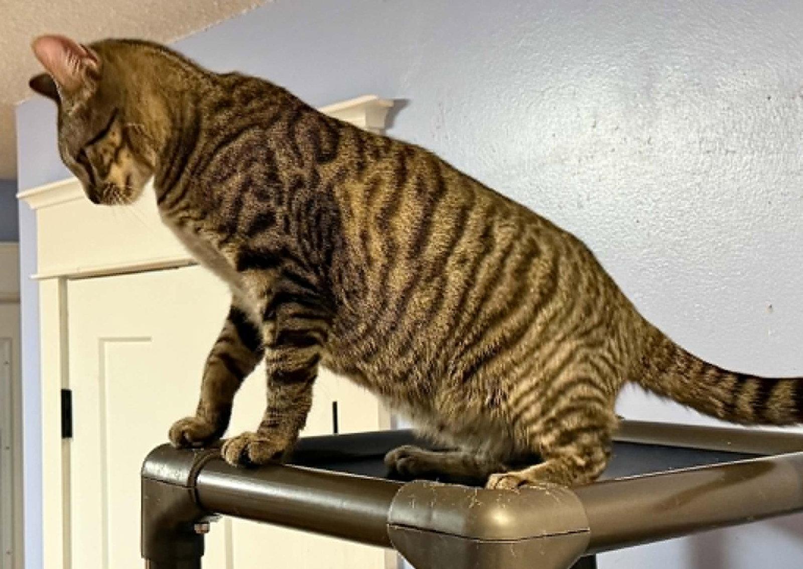 Enlarge SANDY, a Adoptable Tabby in Capshaw, AL image 3/3