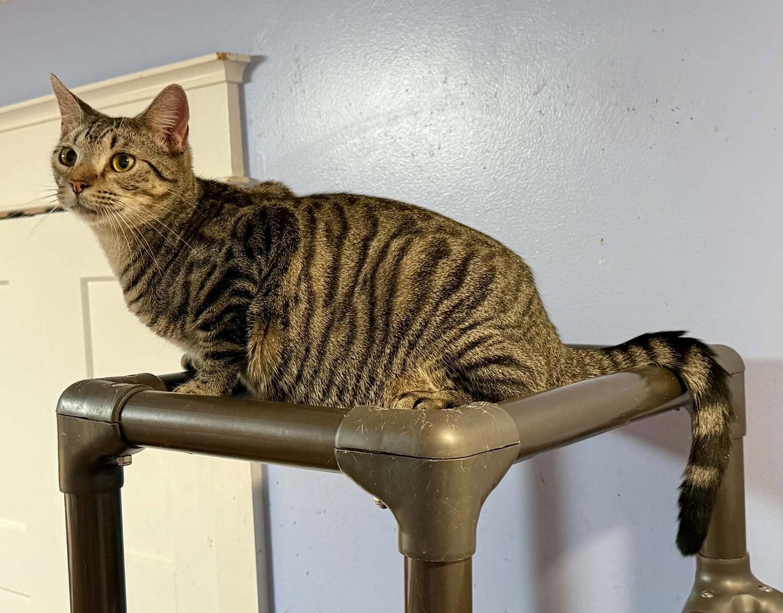 SANDY, Adoptable, Young Female Tabby.