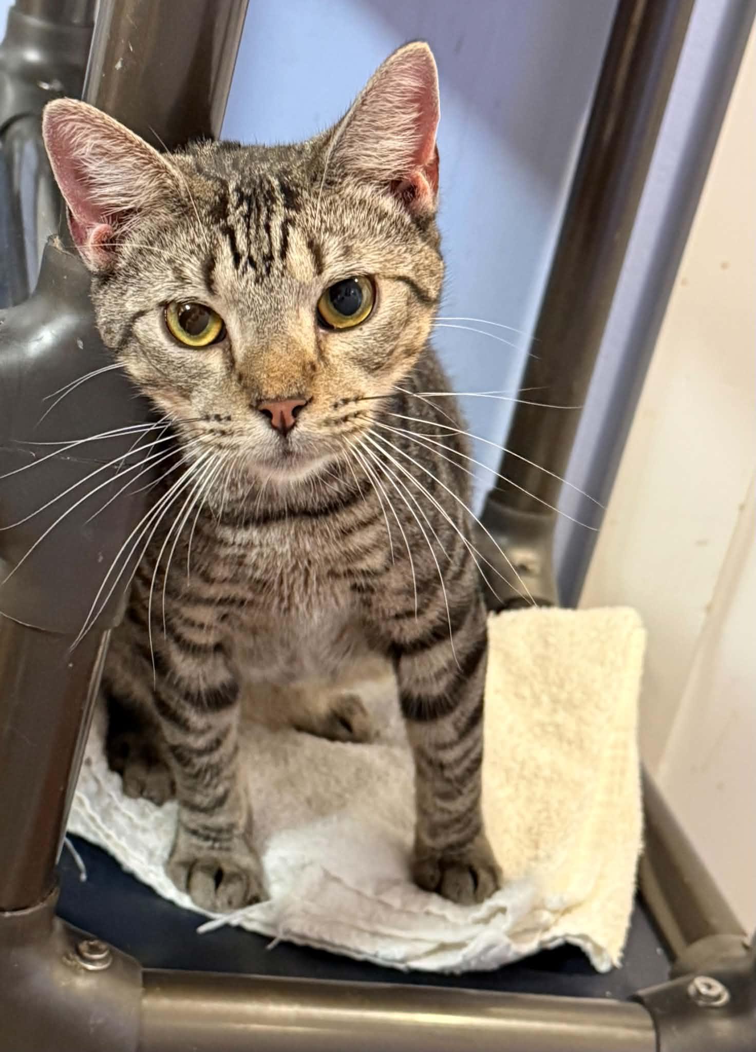 Enlarge SANDY, a Adoptable Tabby in Capshaw, AL image 2/3
