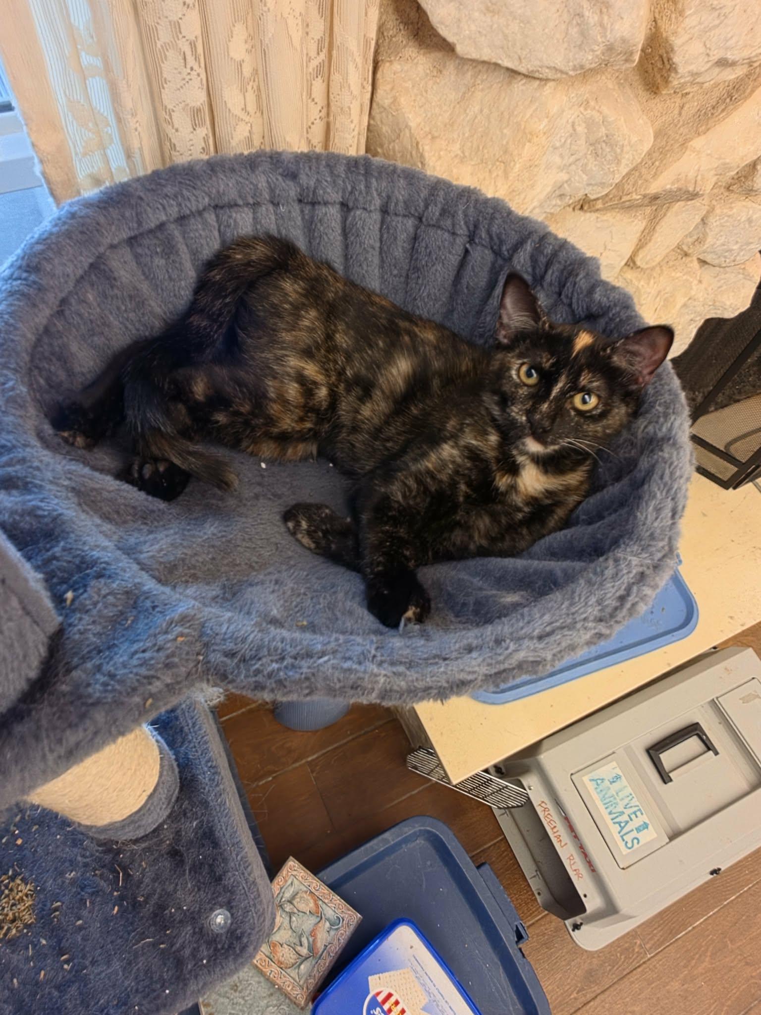 Blaze, Adoptable, Young Female Domestic Short Hair & Tortoiseshell.