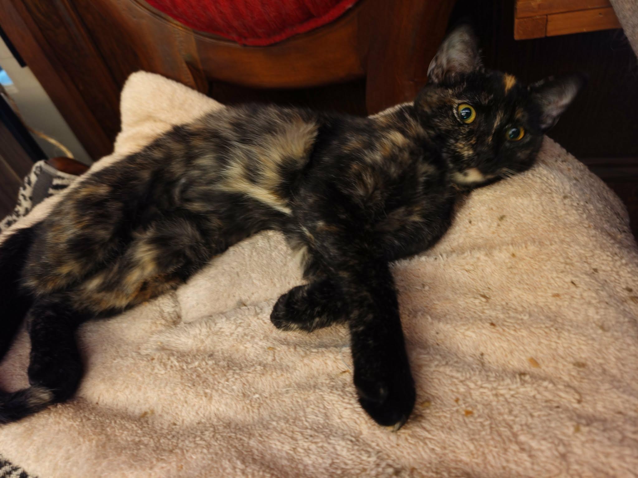 Enlarge Blaze, a Adoptable mixed breed in Fort Worth, TX image 3/5