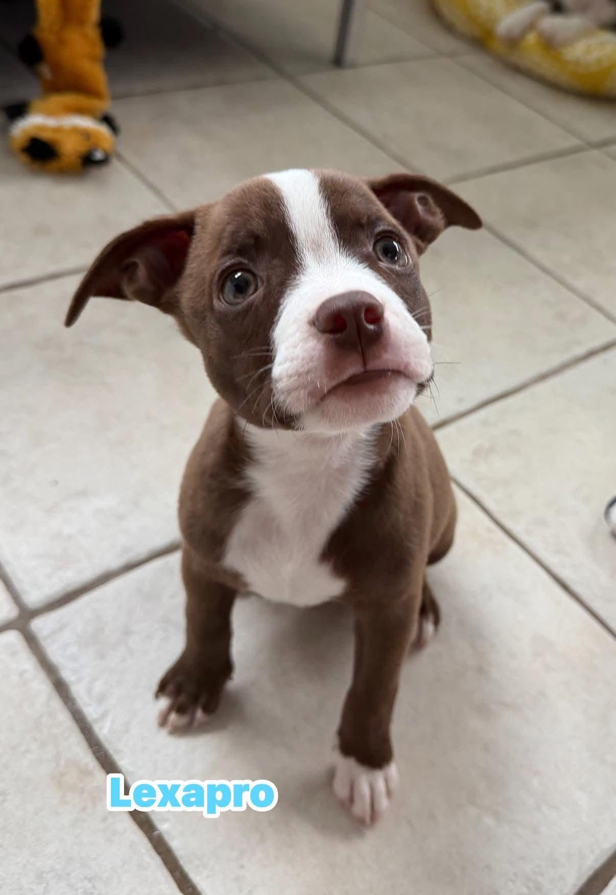 Enlarge Lexapro, a Adoptable mixed breed in Phoenix, AZ image 2/3