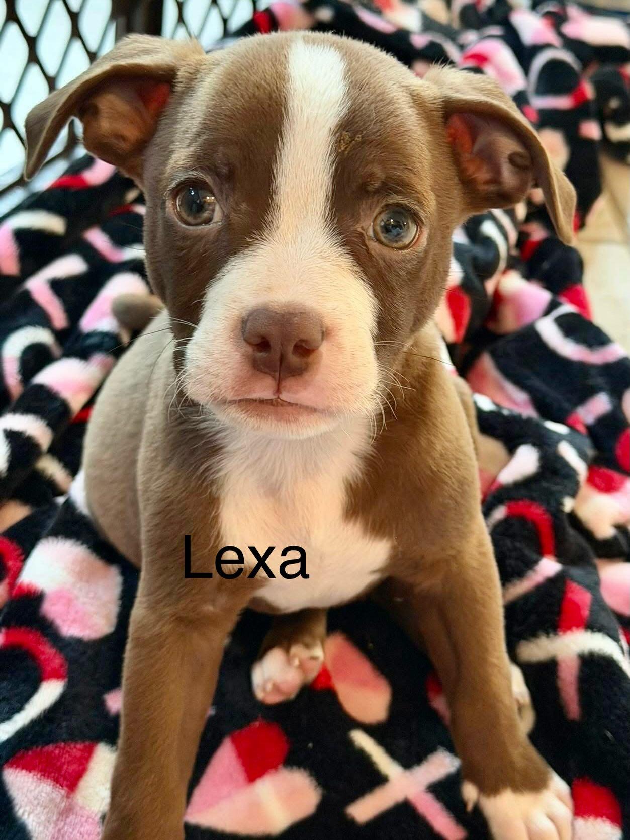 Enlarge Lexapro, a Adoptable mixed breed in Phoenix, AZ image 3/3