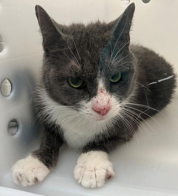 Basil, Adoptable, Adult Female Domestic Short Hair.