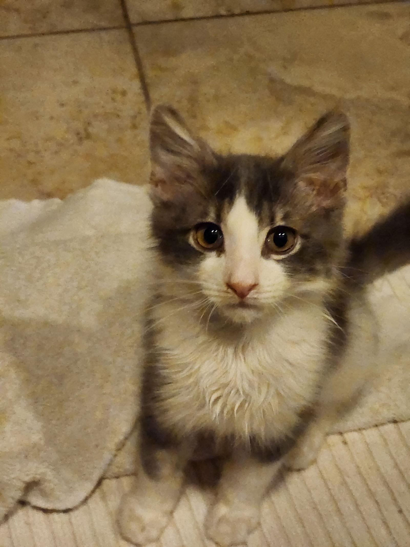 Merry, Adoptable, Adult Male Domestic Medium Hair.