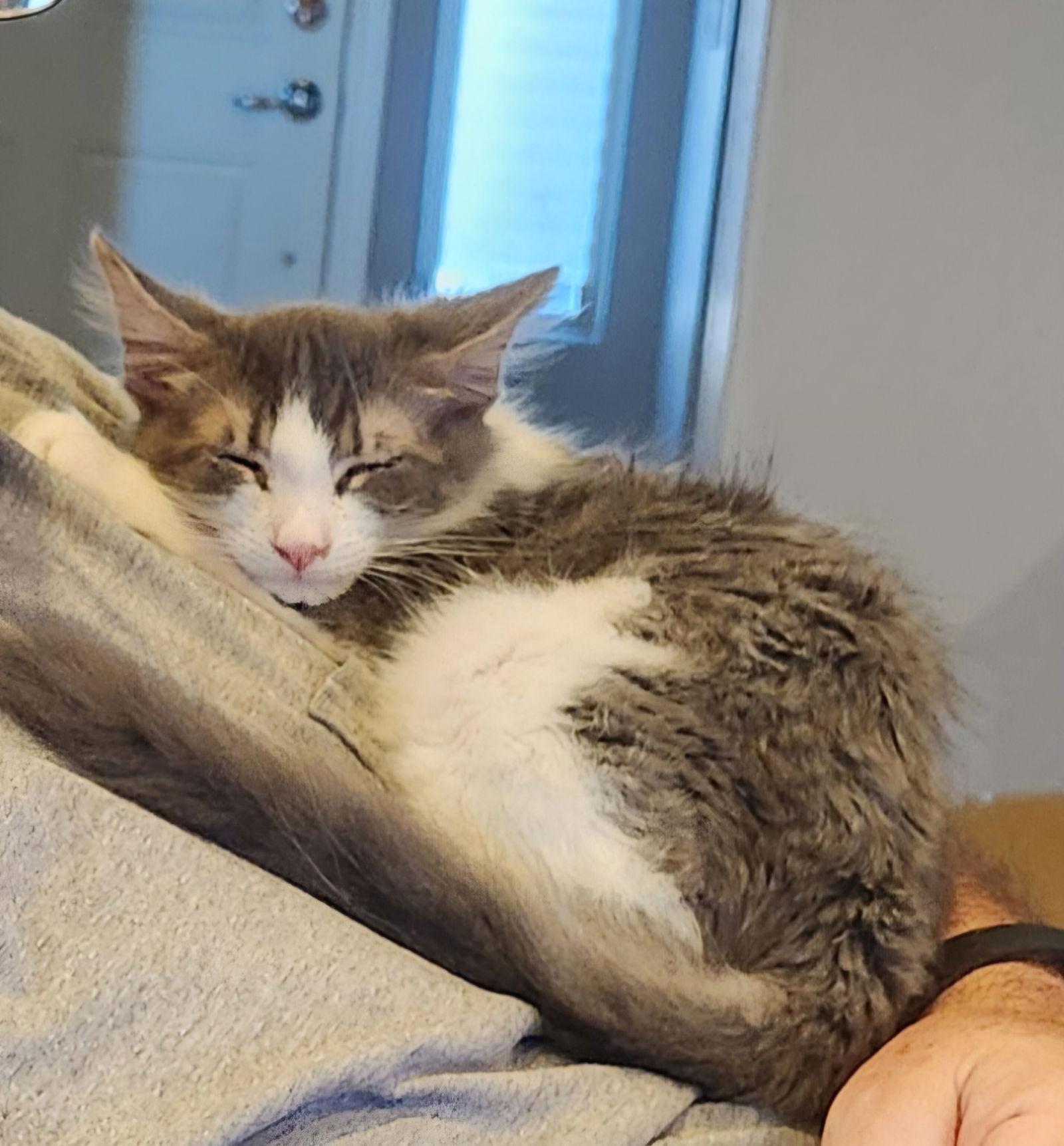 Enlarge Merry, a Adoptable Domestic Medium Hair in Glendale, AZ image 2/3