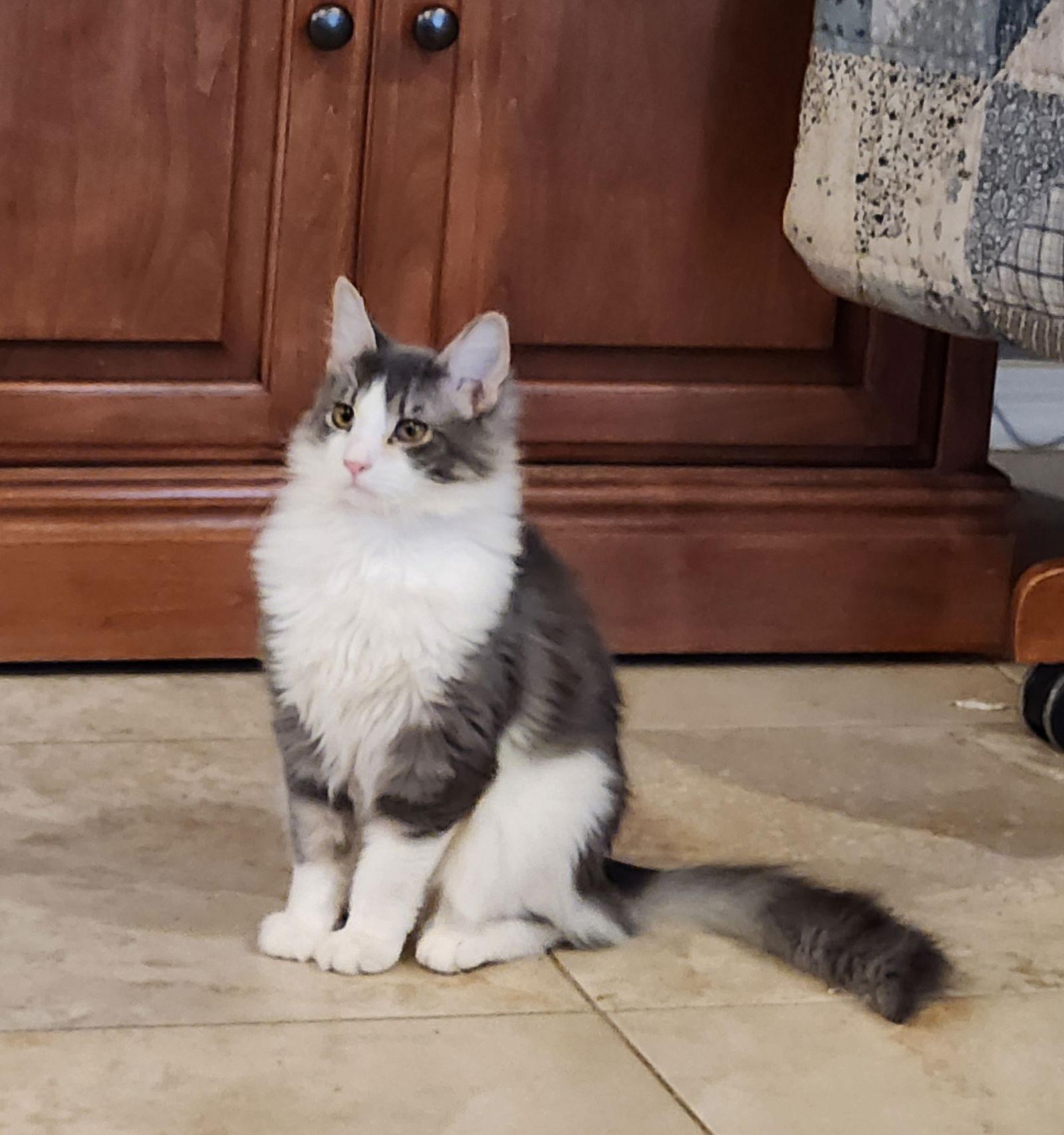 Enlarge Merry, a Adoptable Domestic Medium Hair in Glendale, AZ image 3/3