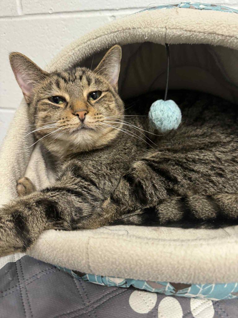 Sue, Adoptable, Adult Female Domestic Short Hair.