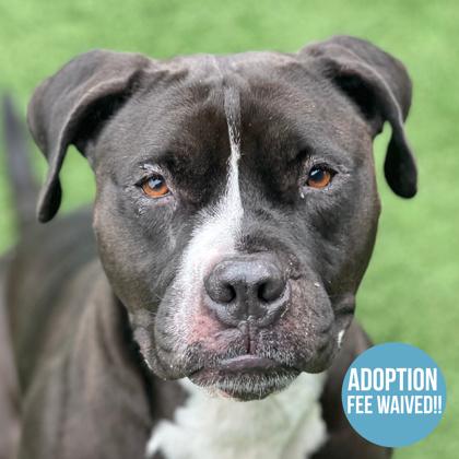 Rocky, Adoptable, Adult Male Pit Bull Terrier.