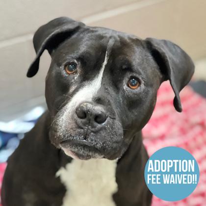 Rocky, a Adoptable mixed breed in Sacramento, CA image 2/4