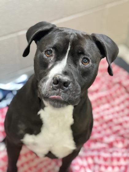 Rocky, a Adoptable mixed breed in Sacramento, CA image 3/4