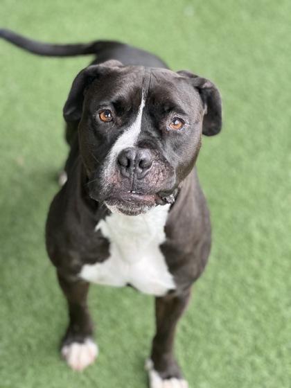 Rocky, a Adoptable mixed breed in Sacramento, CA image 4/4