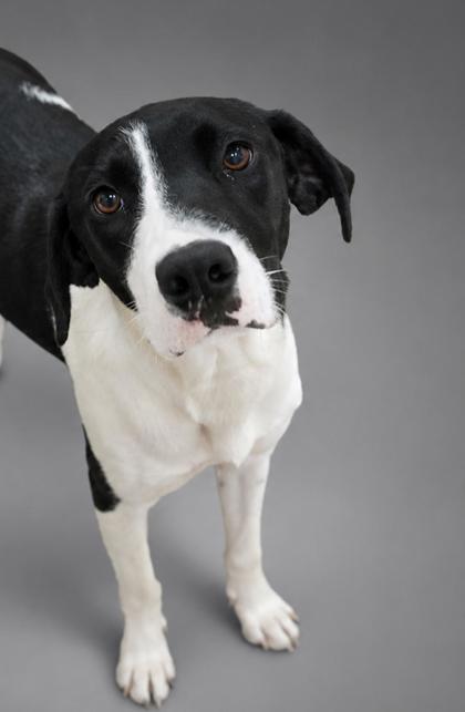 Johnny, Adoptable, Young Male Hound & Mixed Breed.