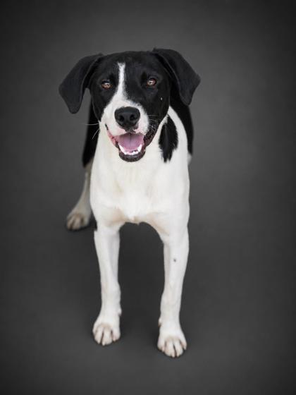 Enlarge Johnny, a Adoptable mixed breed in Bowling Green, KY image 2/3