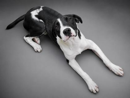 Enlarge Johnny, a Adoptable mixed breed in Bowling Green, KY image 3/3