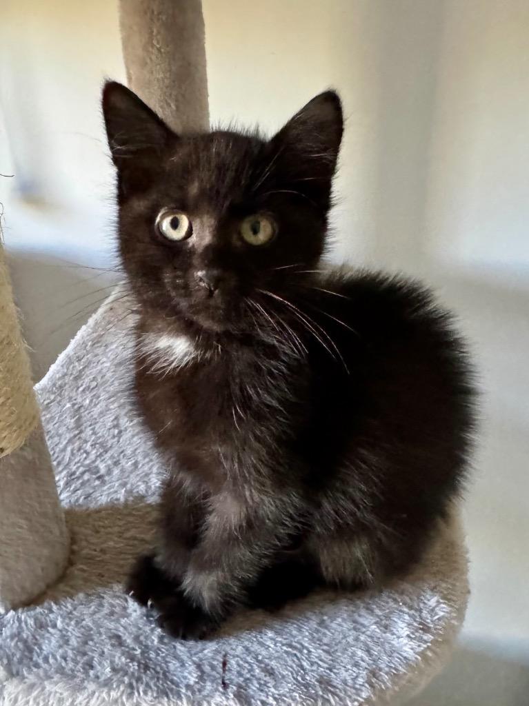 Breeze formerly Bree, Adoptable, Young Male Domestic Medium Hair.