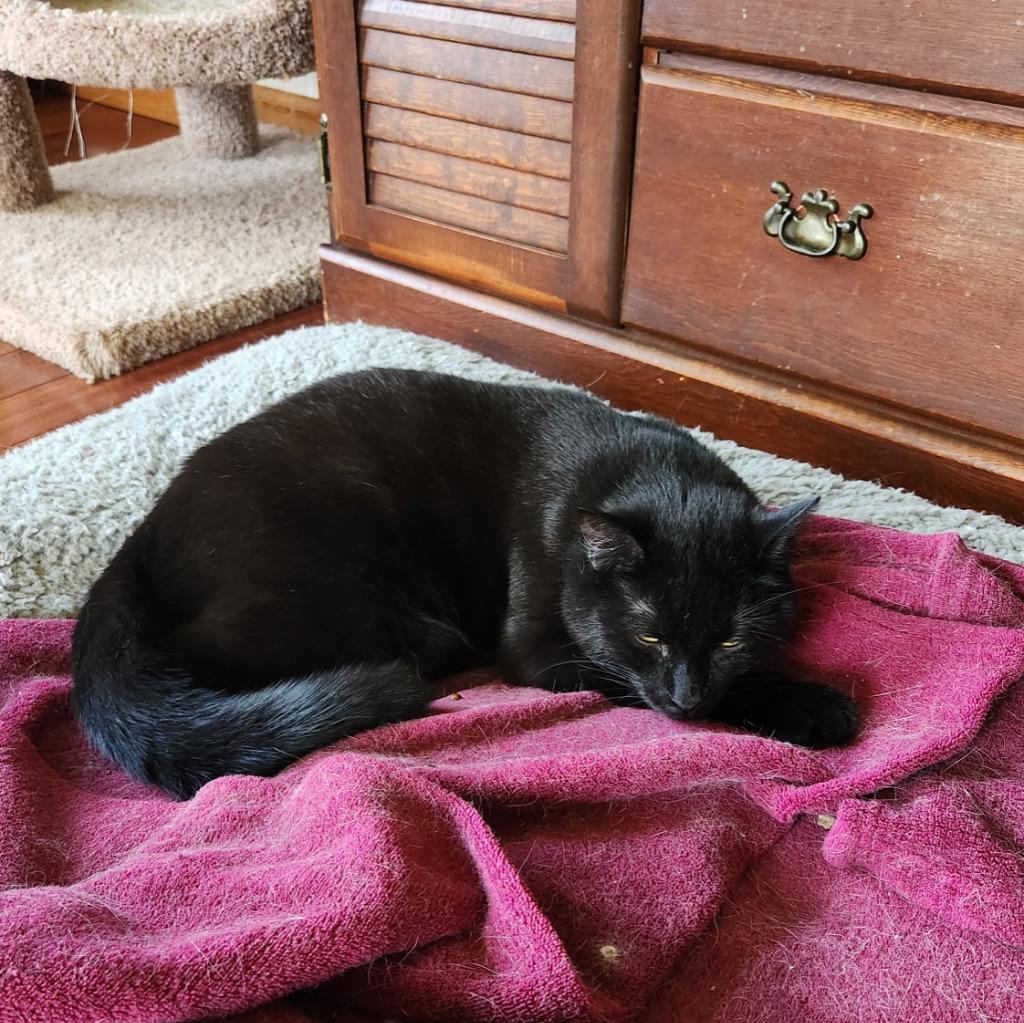 Breeze formerly Bree, Adoptable, Kitten Male Domestic Medium Hair.