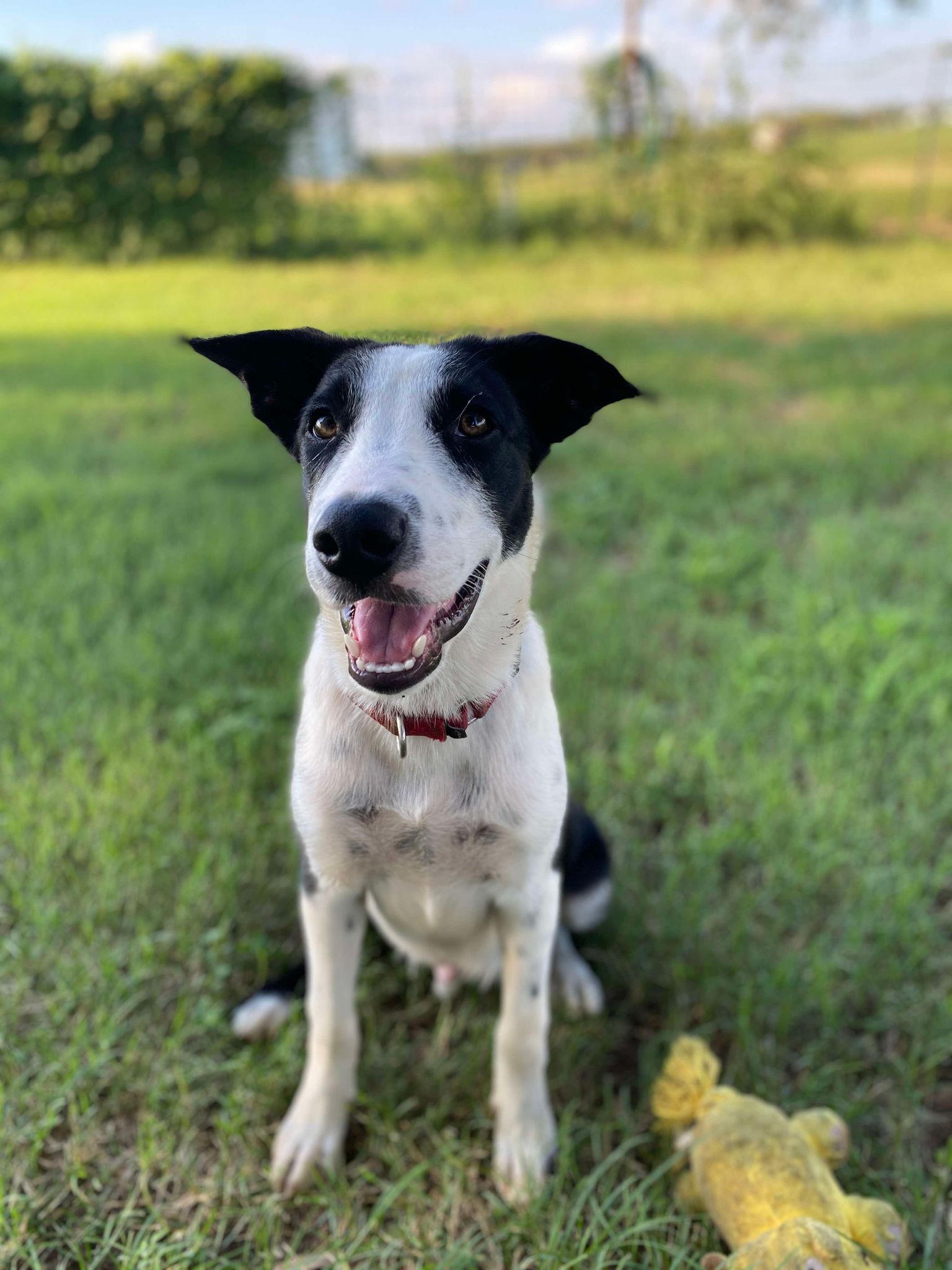 Dog for adoption Millam, an Australian Cattle Dog / Blue Heeler Mix