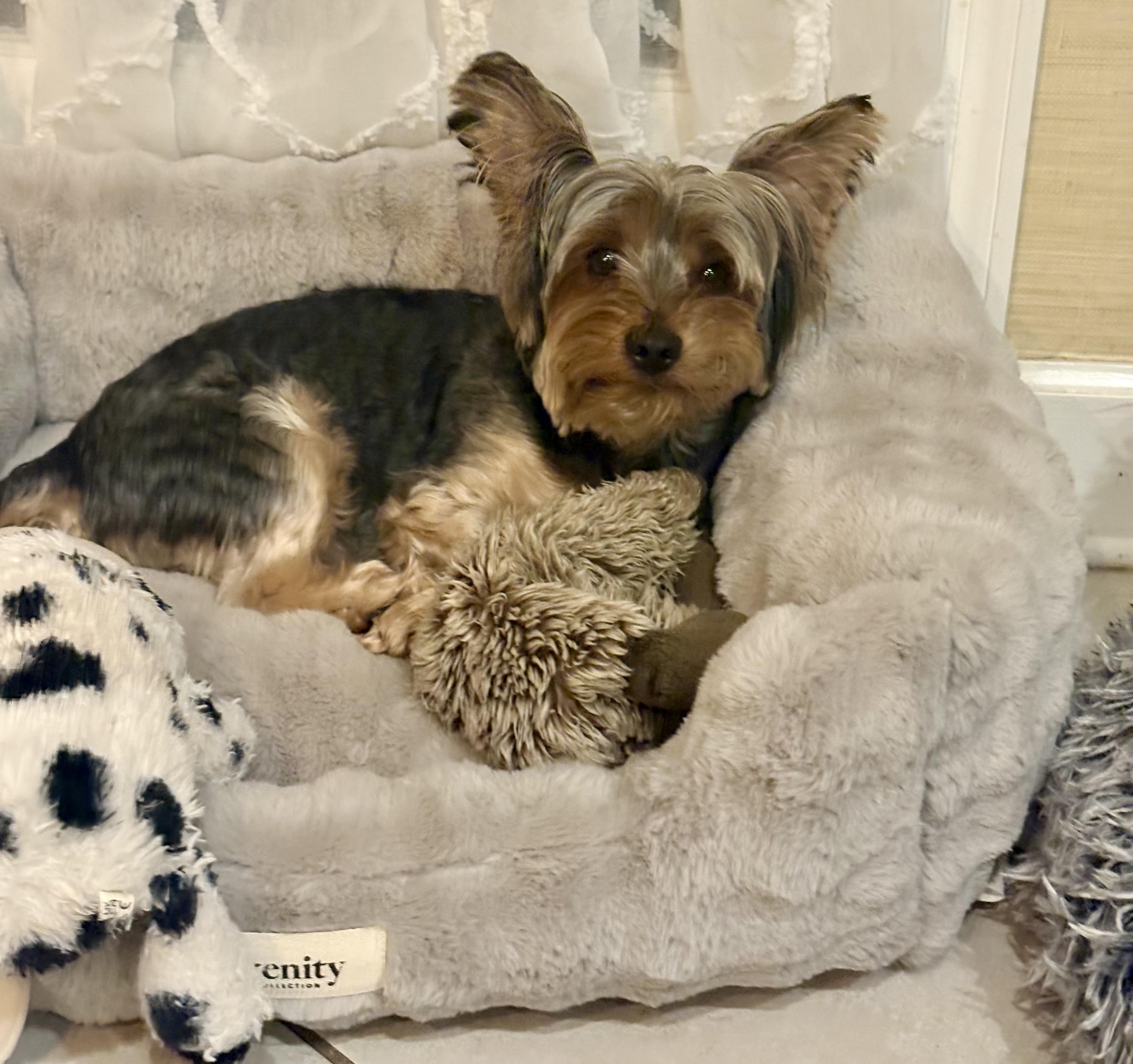 Enlarge Choppie, an adopted Yorkshire Terrier in Bradenton, FL image 1/5