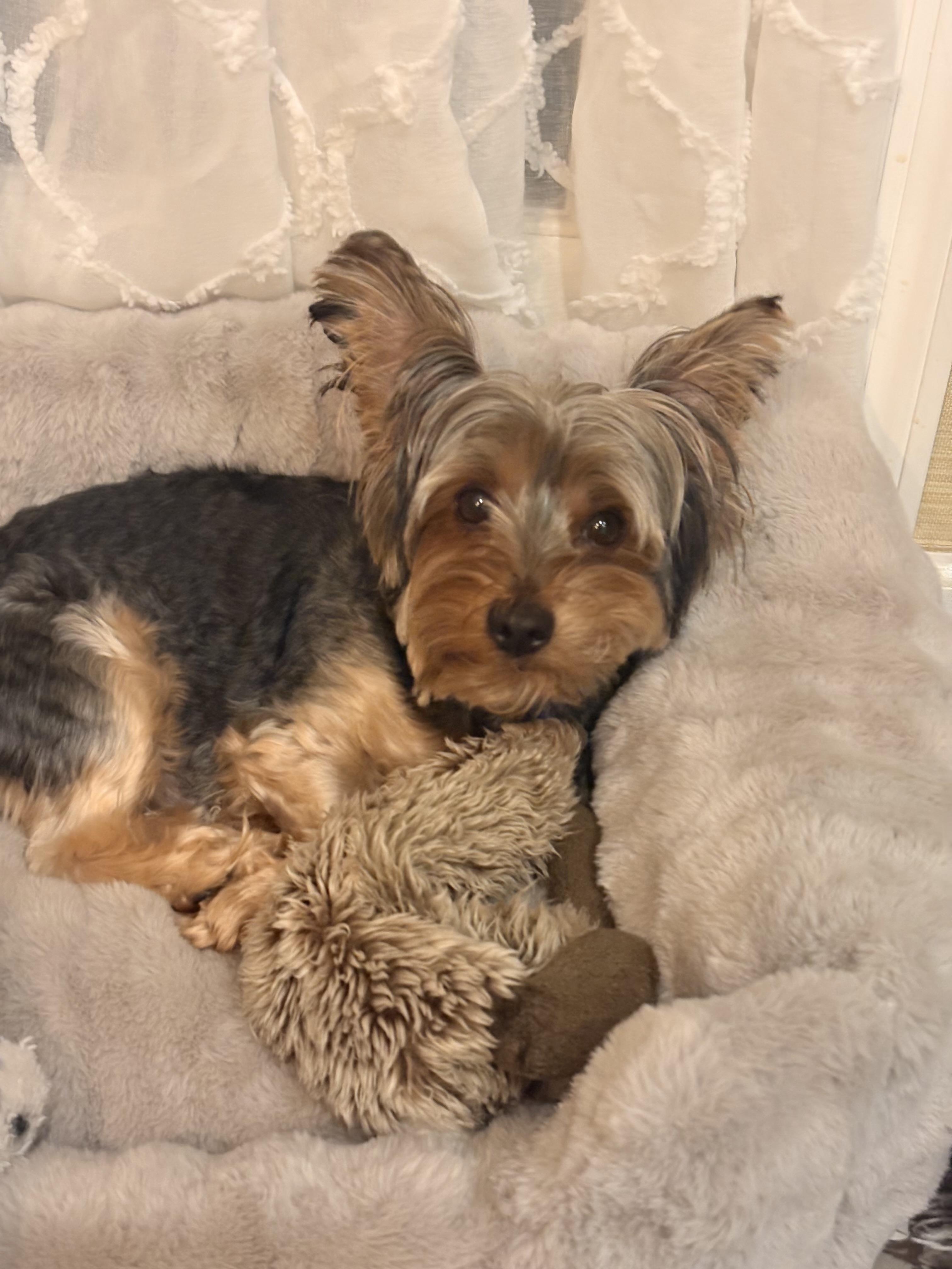 Enlarge Choppie, an adopted Yorkshire Terrier in Bradenton, FL image 4/5