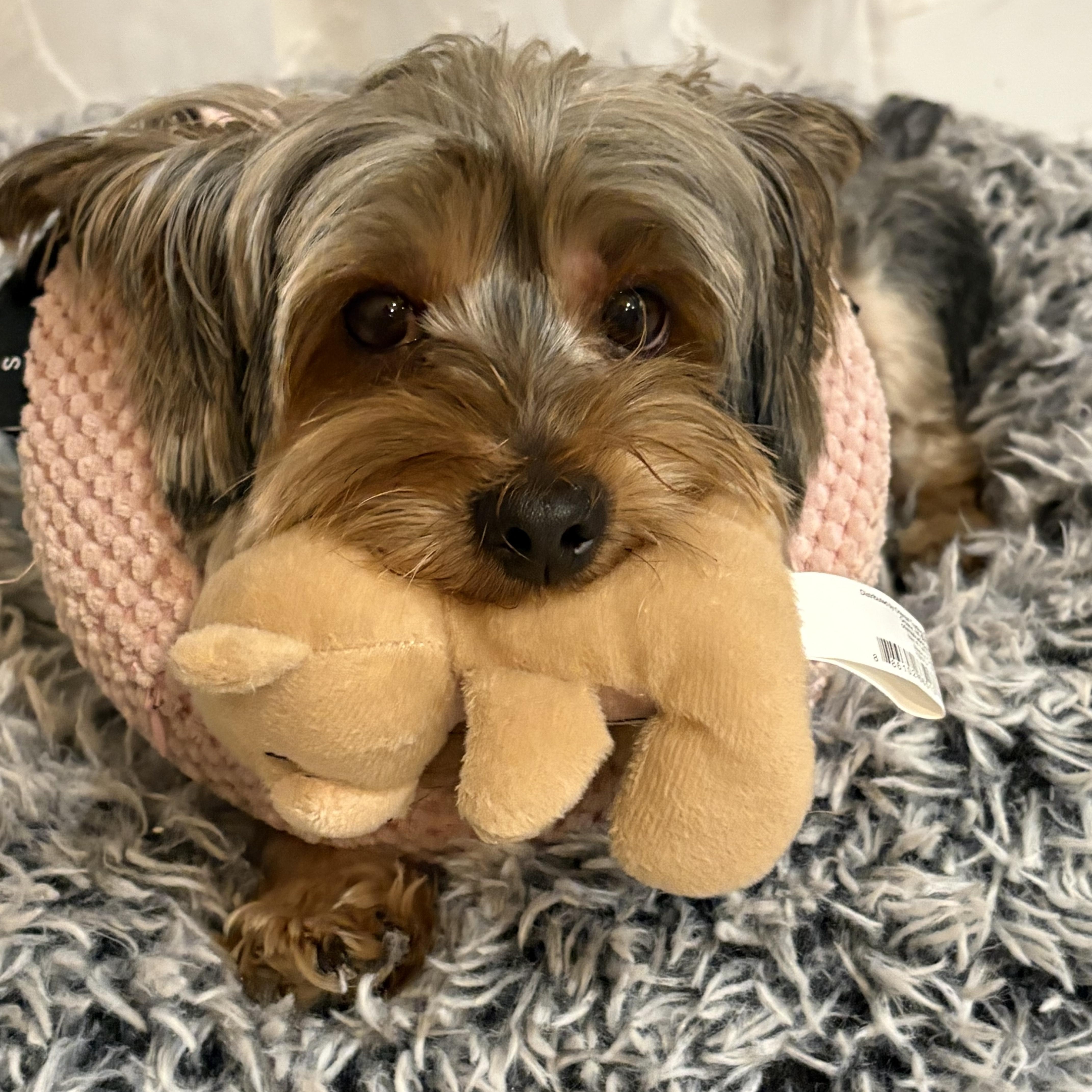 Enlarge Choppie, an adopted Yorkshire Terrier in Bradenton, FL image 3/5