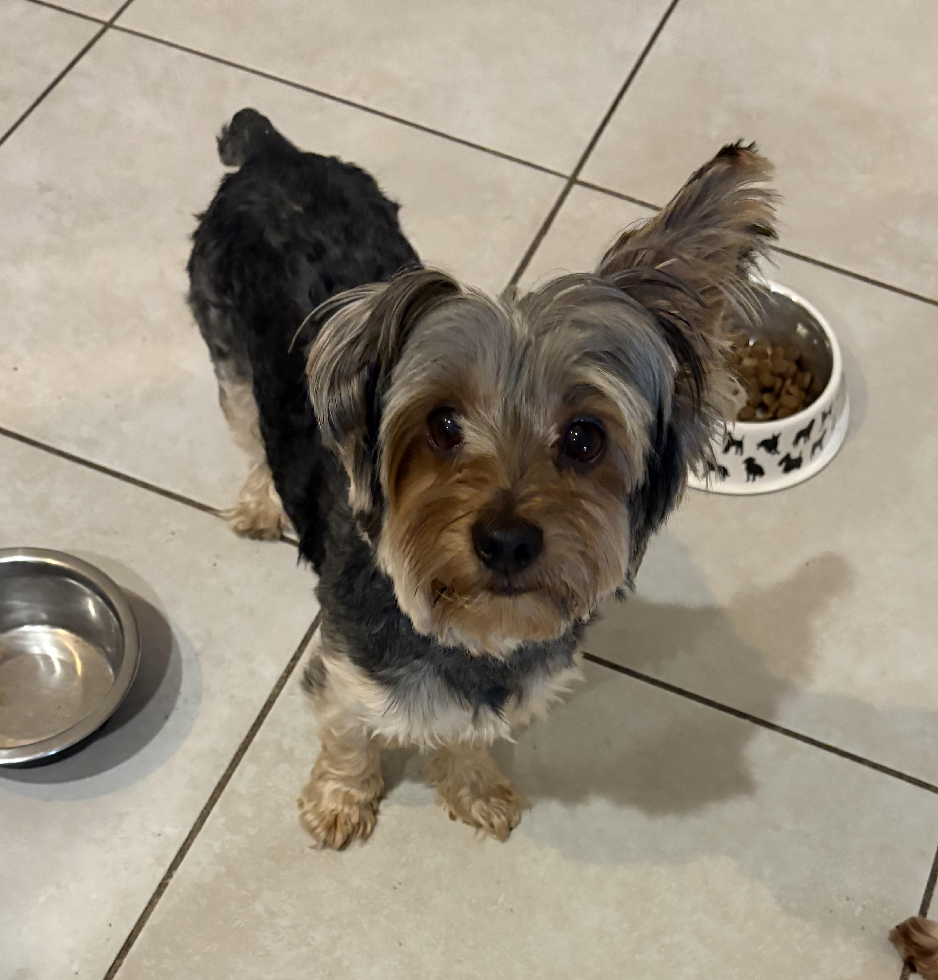 Enlarge Choppie, an adopted Yorkshire Terrier in Bradenton, FL image 5/5