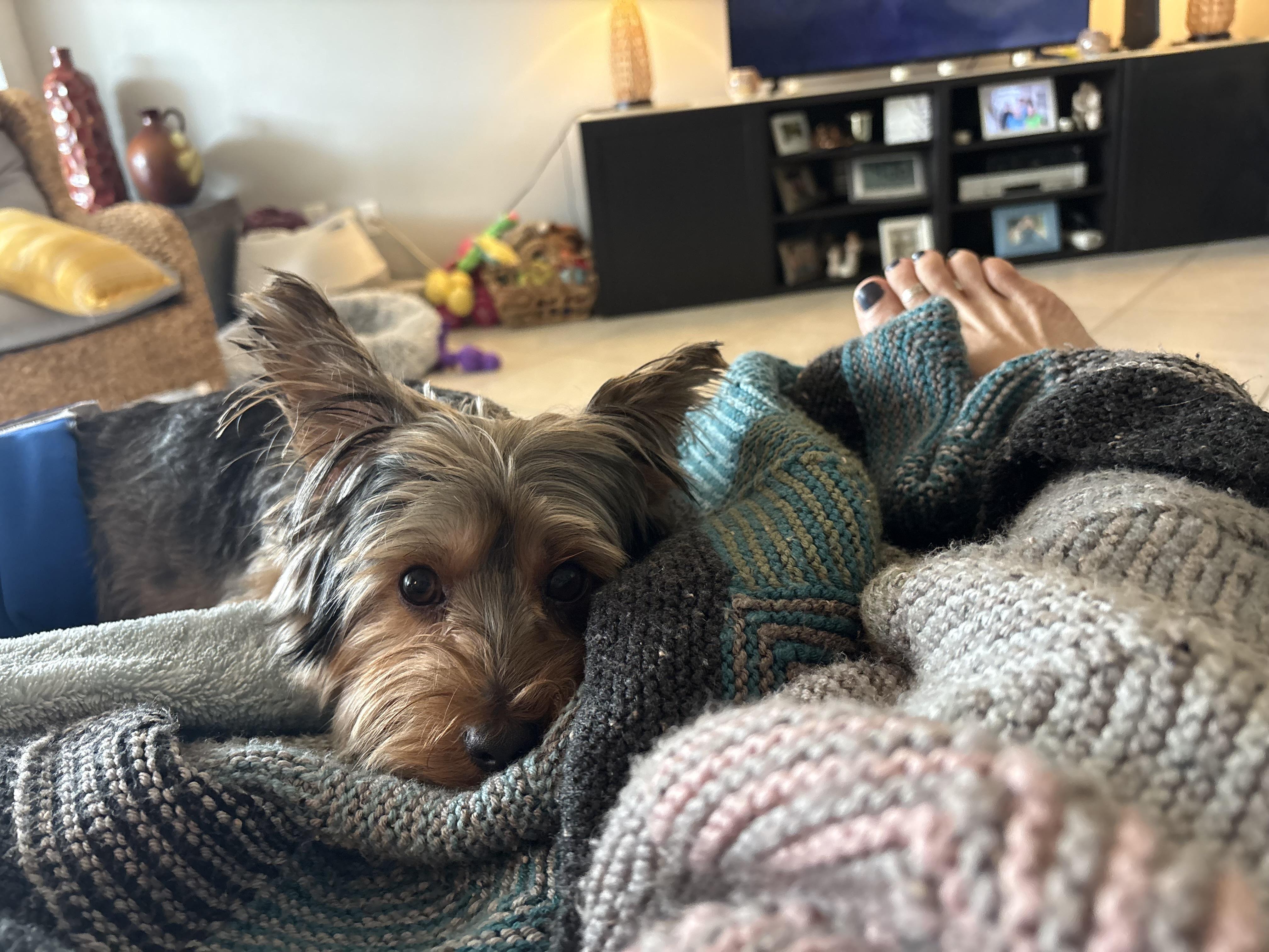 Enlarge Choppie, an adopted Yorkshire Terrier in Bradenton, FL image 2/5