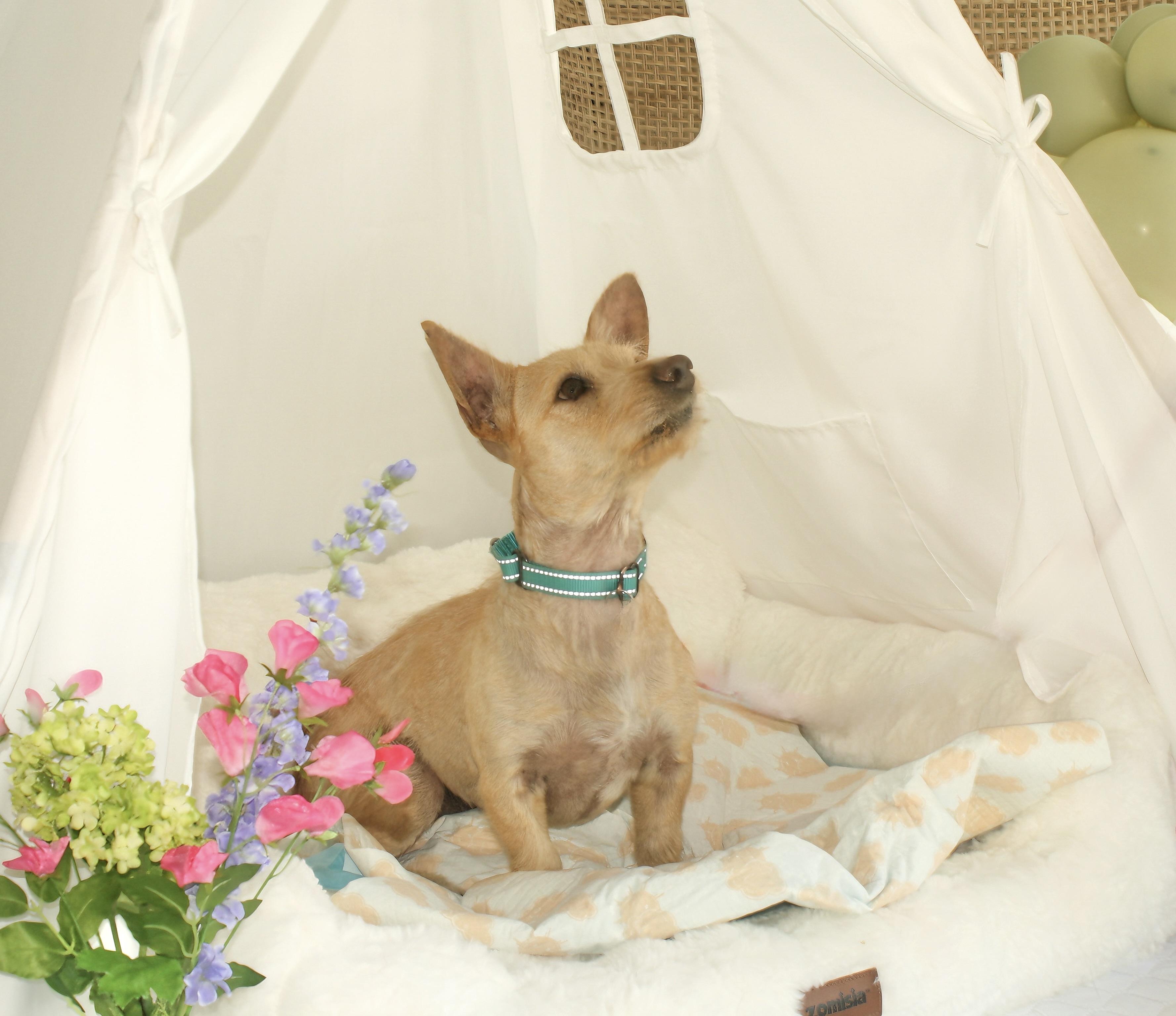 Enlarge Rusty, a Adoptable mixed breed in Corona Del Mar, CA image 4/4