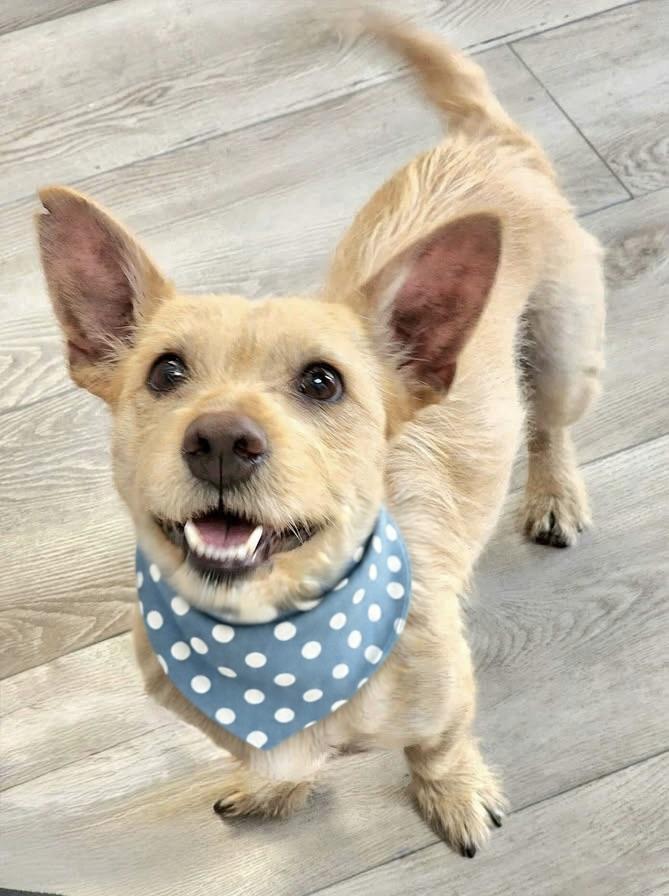Rusty, Adoptable, Adult Male Terrier & Cairn Terrier.