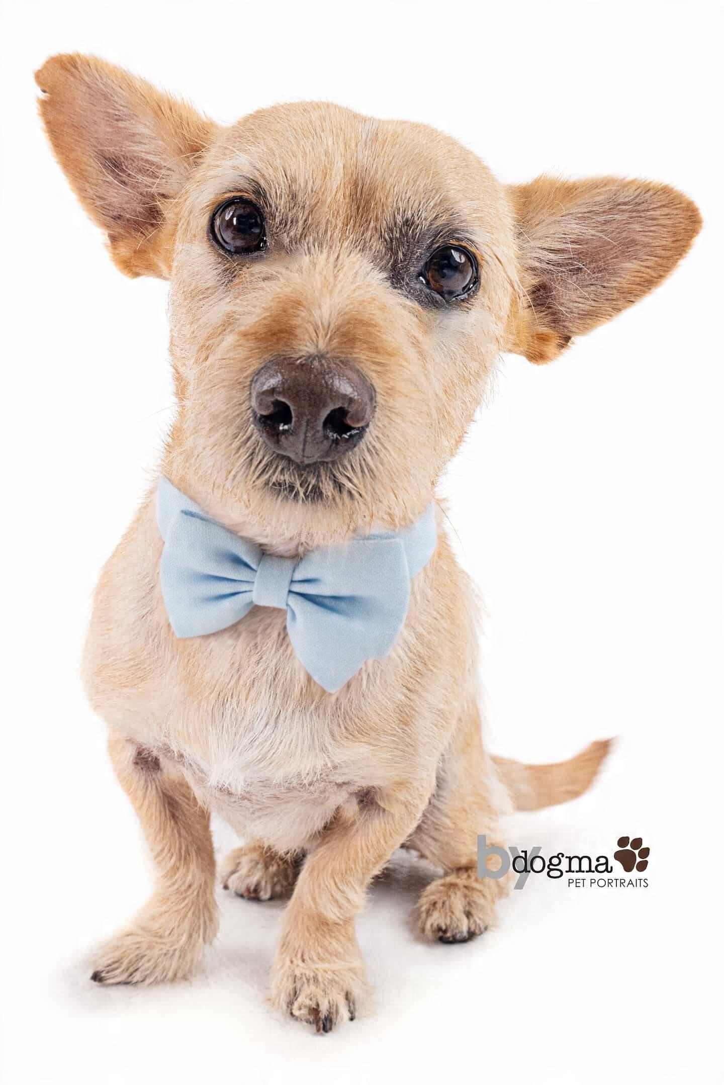 Enlarge Rusty, a Adoptable mixed breed in Corona Del Mar, CA image 1/4