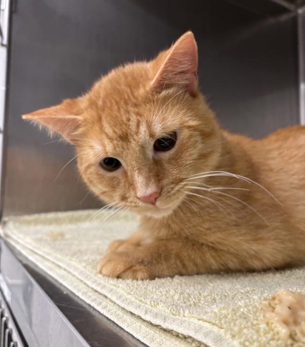 Enlarge Pecan - Bonded W/ Walnut, a Adoptable mixed breed in Silverdale, WA image 2/2