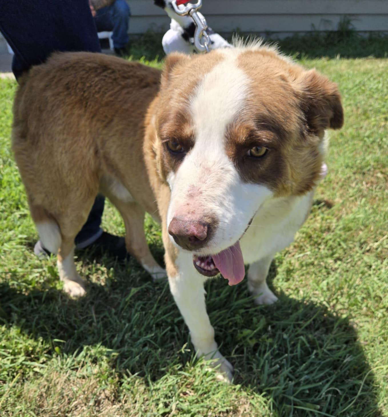 Cooper, a Adoptable mixed breed in Larned, KS image 1/2