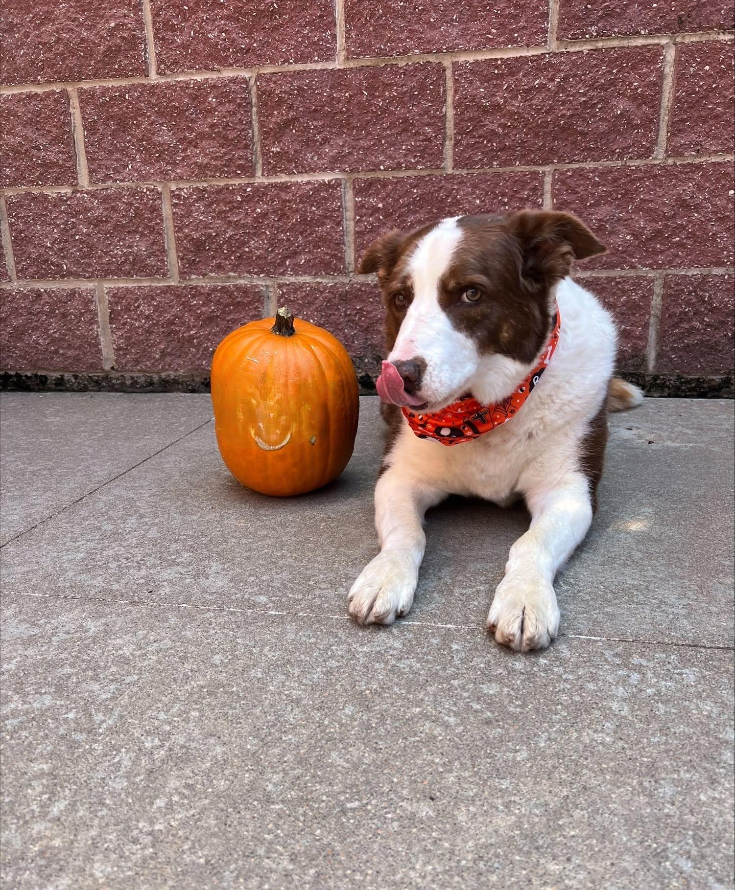Enlarge Cooper, a Adoptable mixed breed in Larned, KS image 4/5