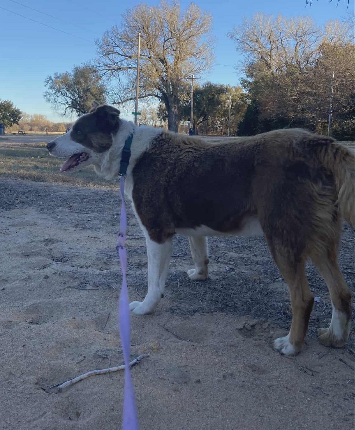 Cooper, Adoptable, Senior Male Australian Shepherd.