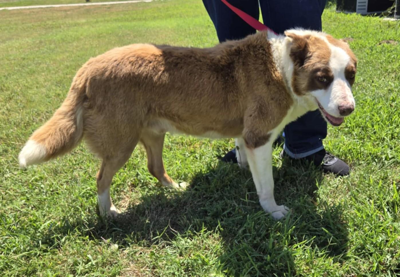 Cooper, a Adoptable mixed breed in Larned, KS image 2/2
