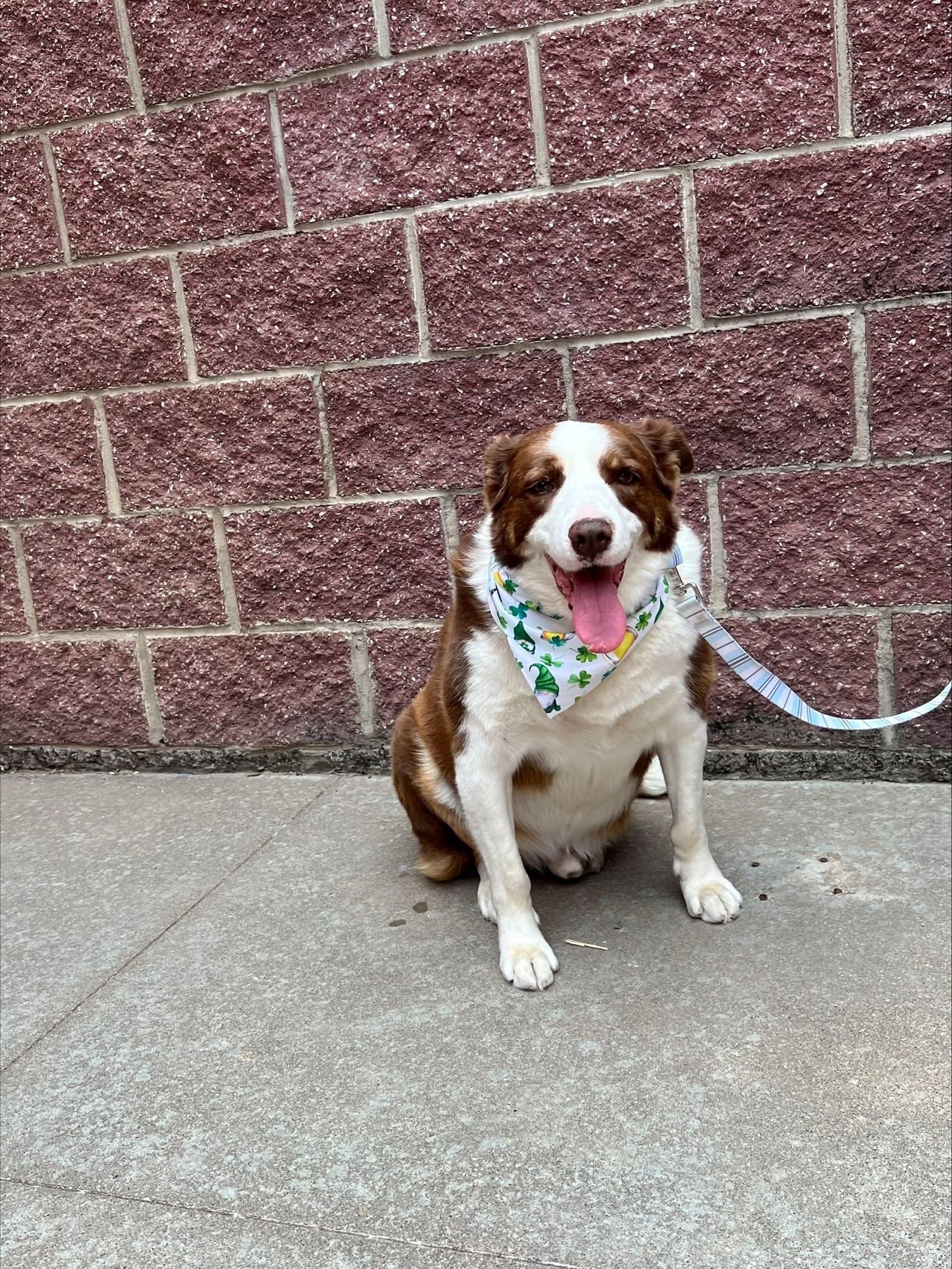 Enlarge Cooper, a Adoptable mixed breed in Larned, KS image 2/5