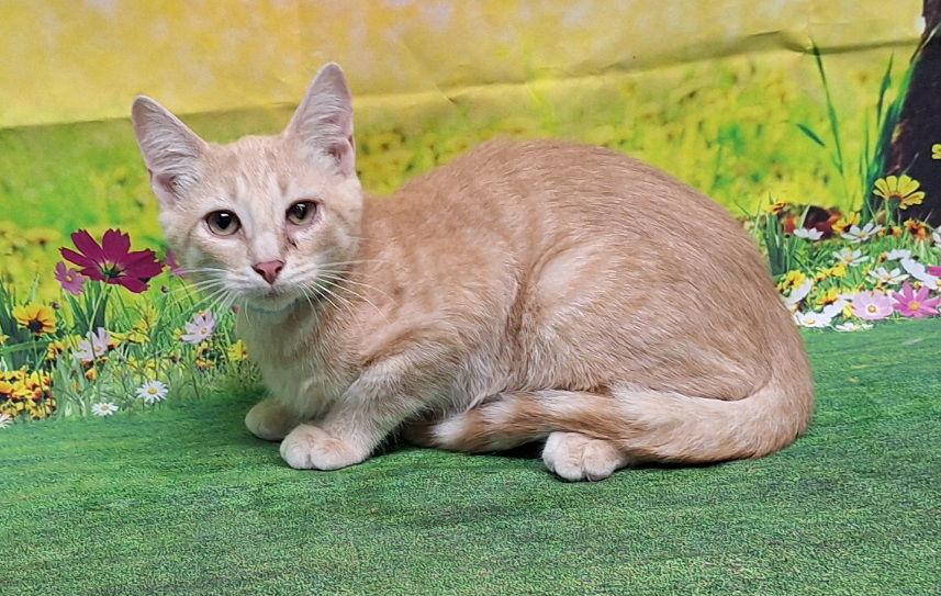 Enlarge 250693  Toby, a Adoptable Domestic Short Hair in Wetumpka, AL image 1/3