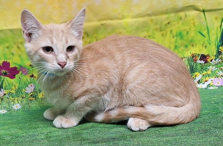 Enlarge 250693  Toby, a Adoptable Domestic Short Hair in Wetumpka, AL image 2/3