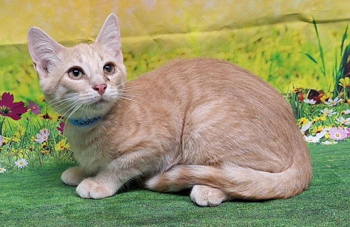 Enlarge 250693  Toby, a Adoptable Domestic Short Hair in Wetumpka, AL image 3/3