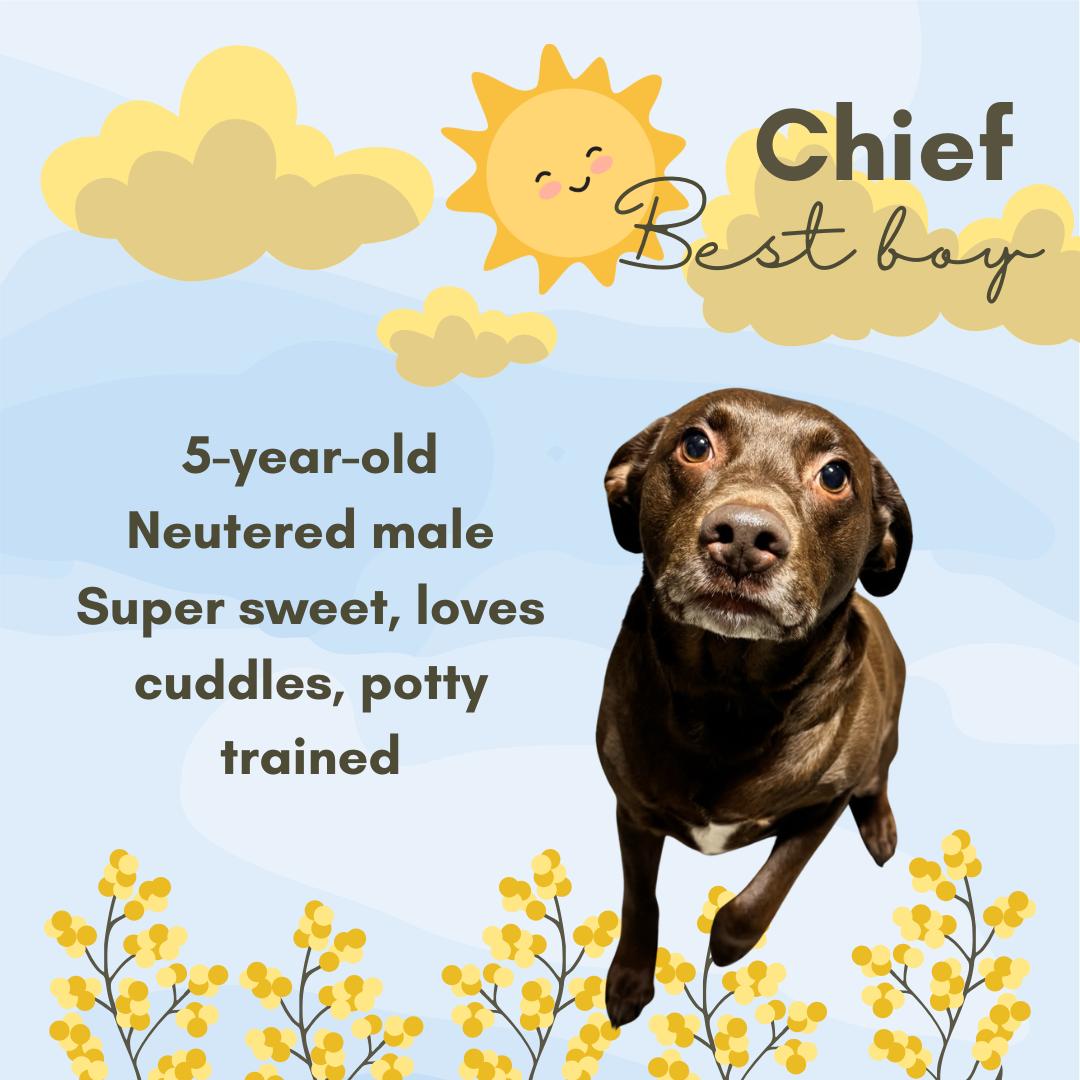 Chief, ADOPTABLE, Adult Male Chocolate Labrador Retriever.