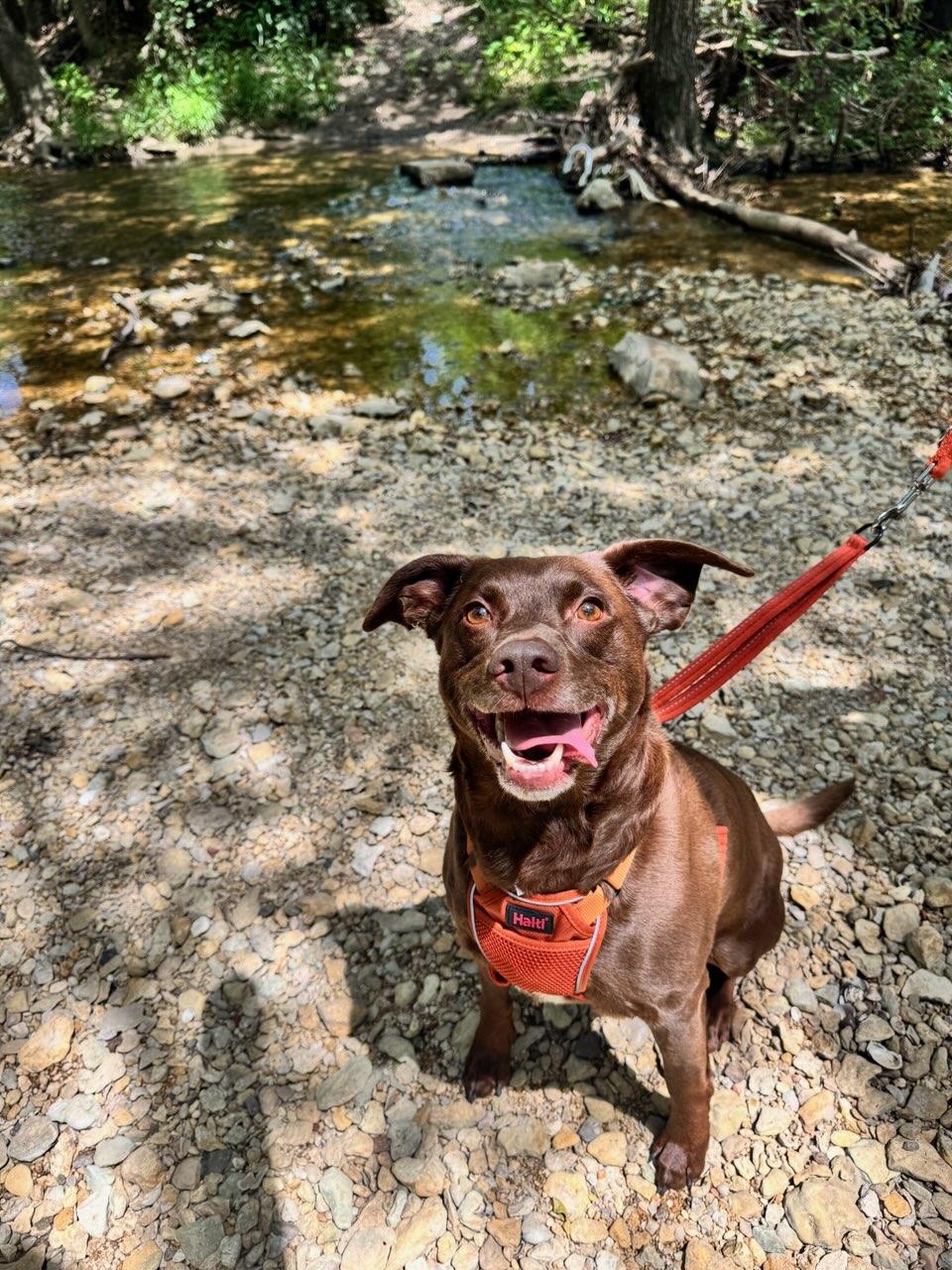 Enlarge Chief, a ADOPTABLE Chocolate Labrador Retriever in Watauga, TX image 4/5