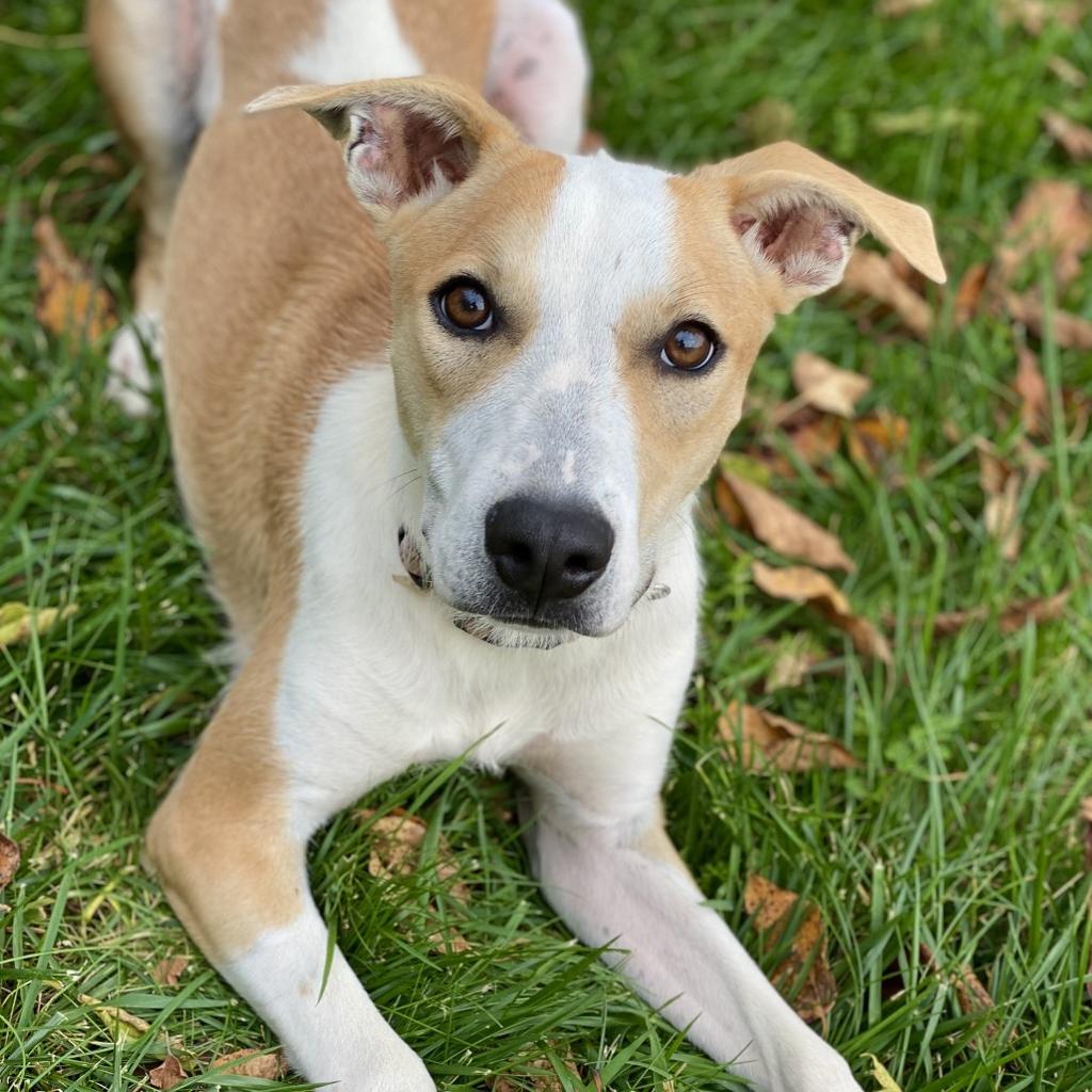 Enlarge Pauline, a Adoptable mixed breed in Decorah, IA image 1/1