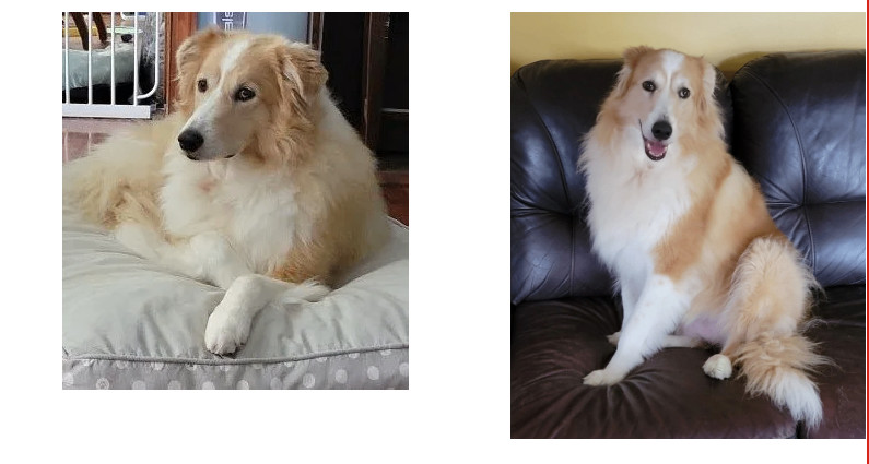 Ginger, Adopted, Adult Female Border Collie.