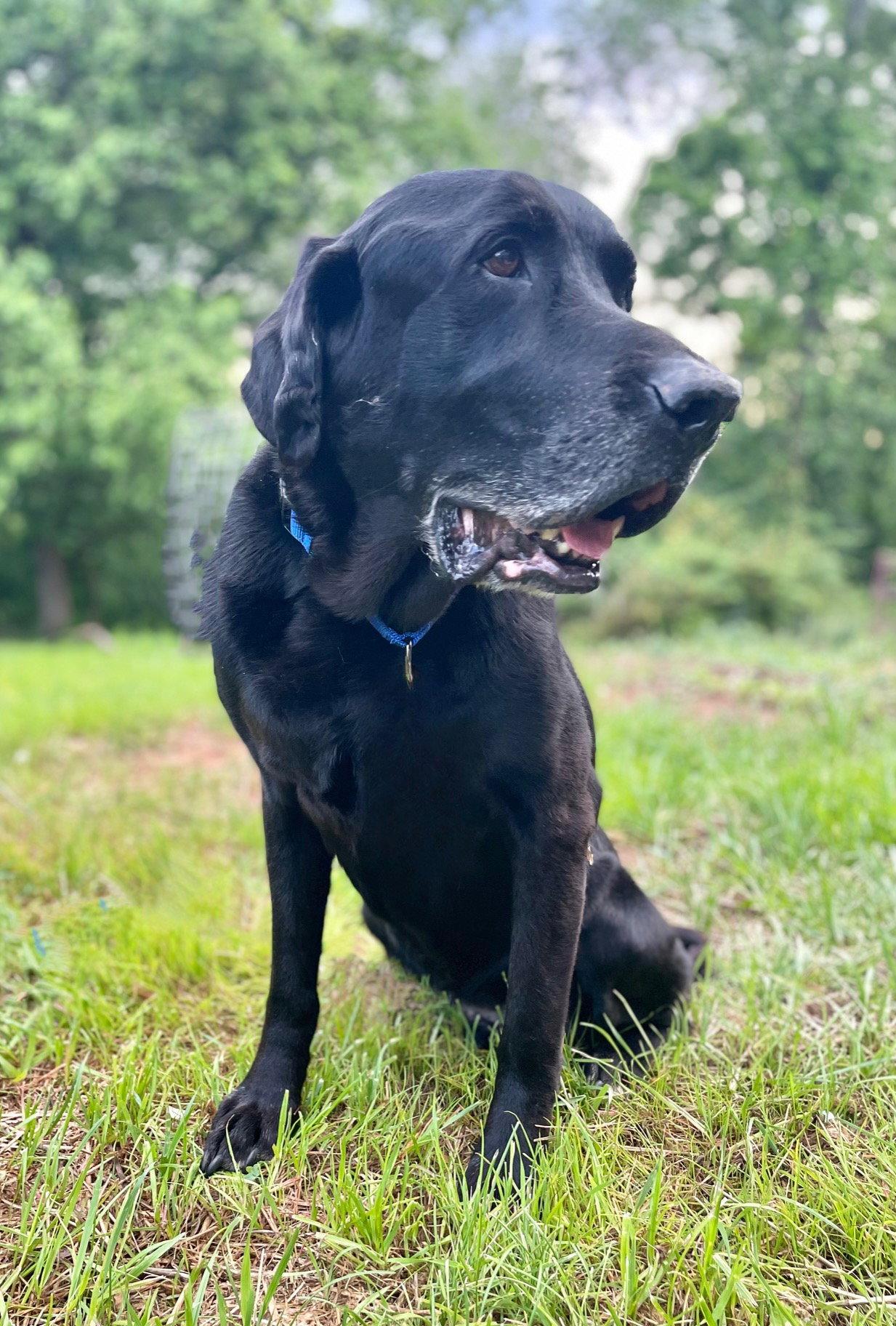 Harley James, Adoptable, Senior Male Black Labrador Retriever.