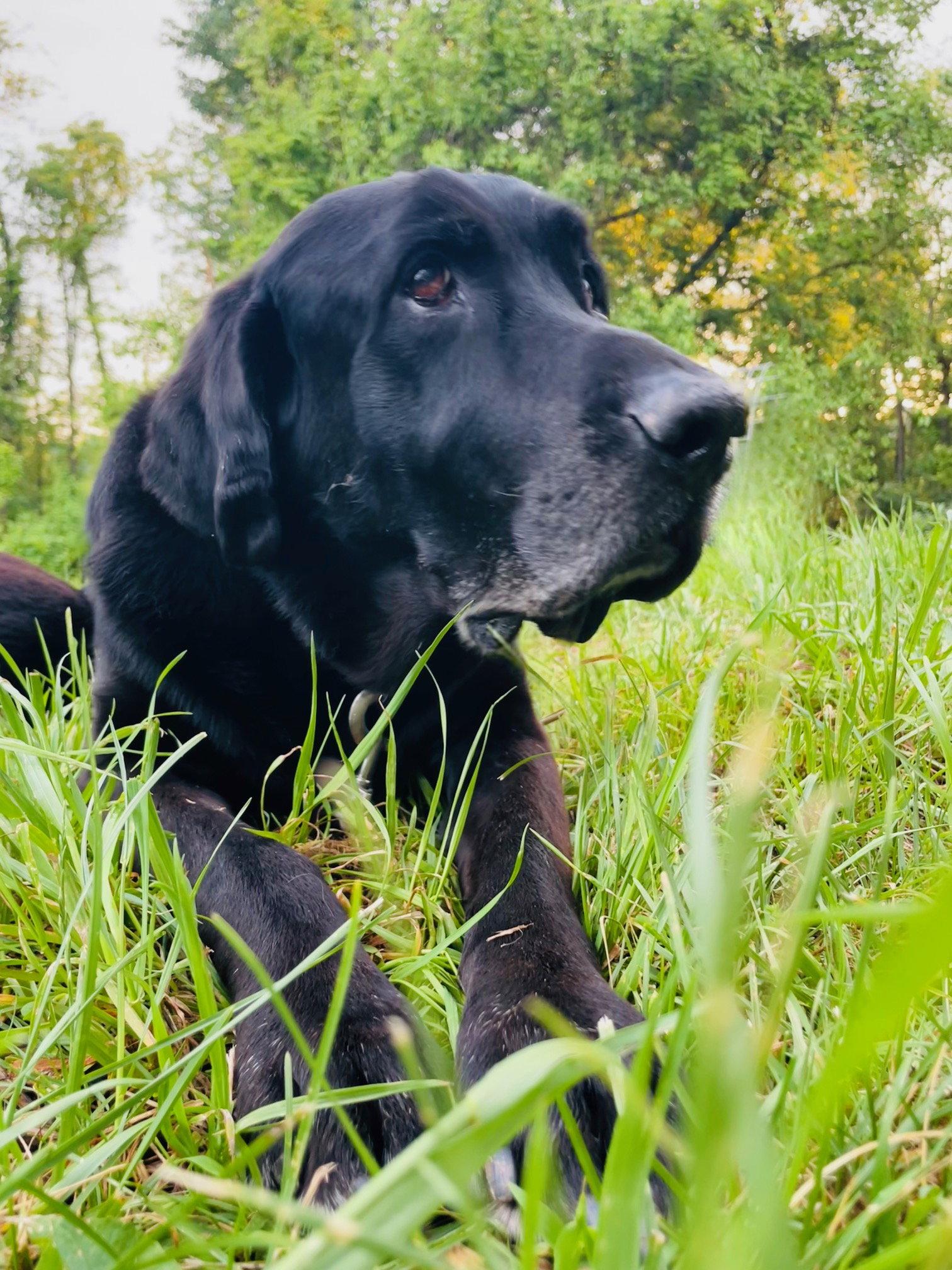 Harley James, a Adoptable Black Labrador Retriever in Berwick, PA image 2/3