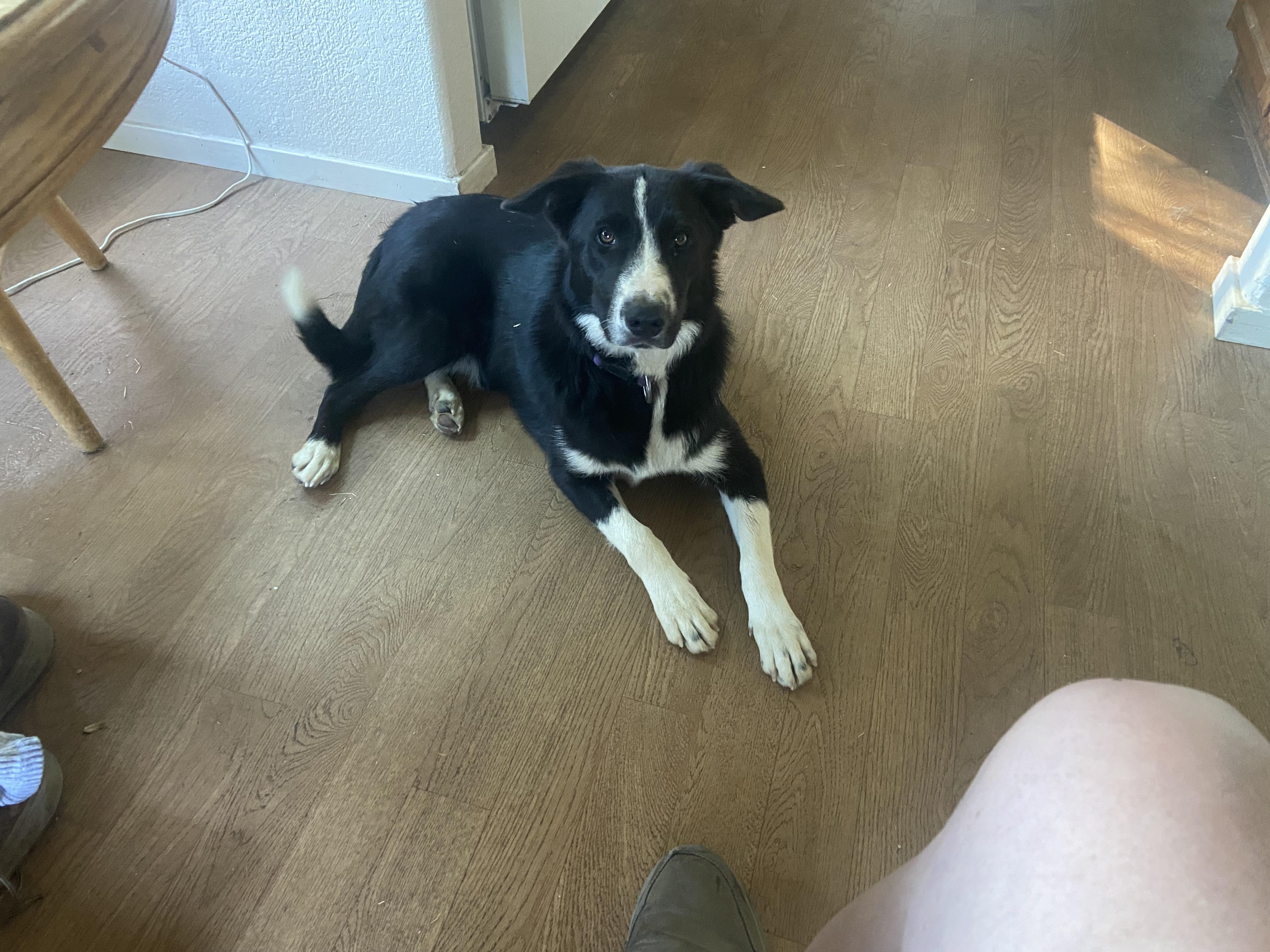 Jack, an adoptable McNab in Bakersfield, CA, 93383 | Photo Image 1