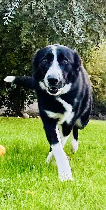 Enlarge Jack, a Adoptable mixed breed in Bakersfield, CA image 1/6