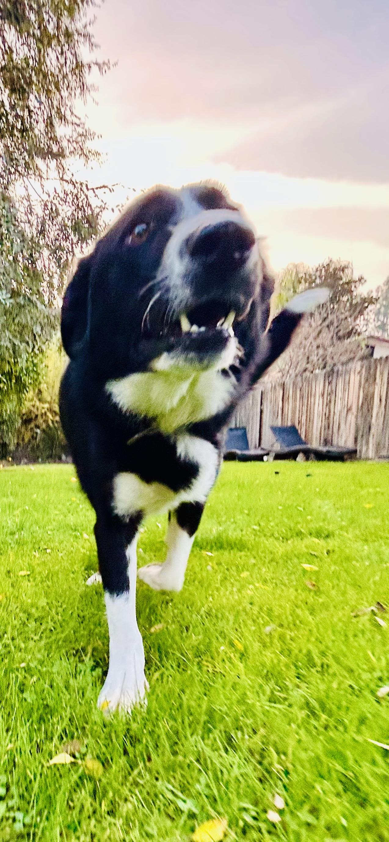 Enlarge Jack, a Adoptable mixed breed in Bakersfield, CA image 2/6