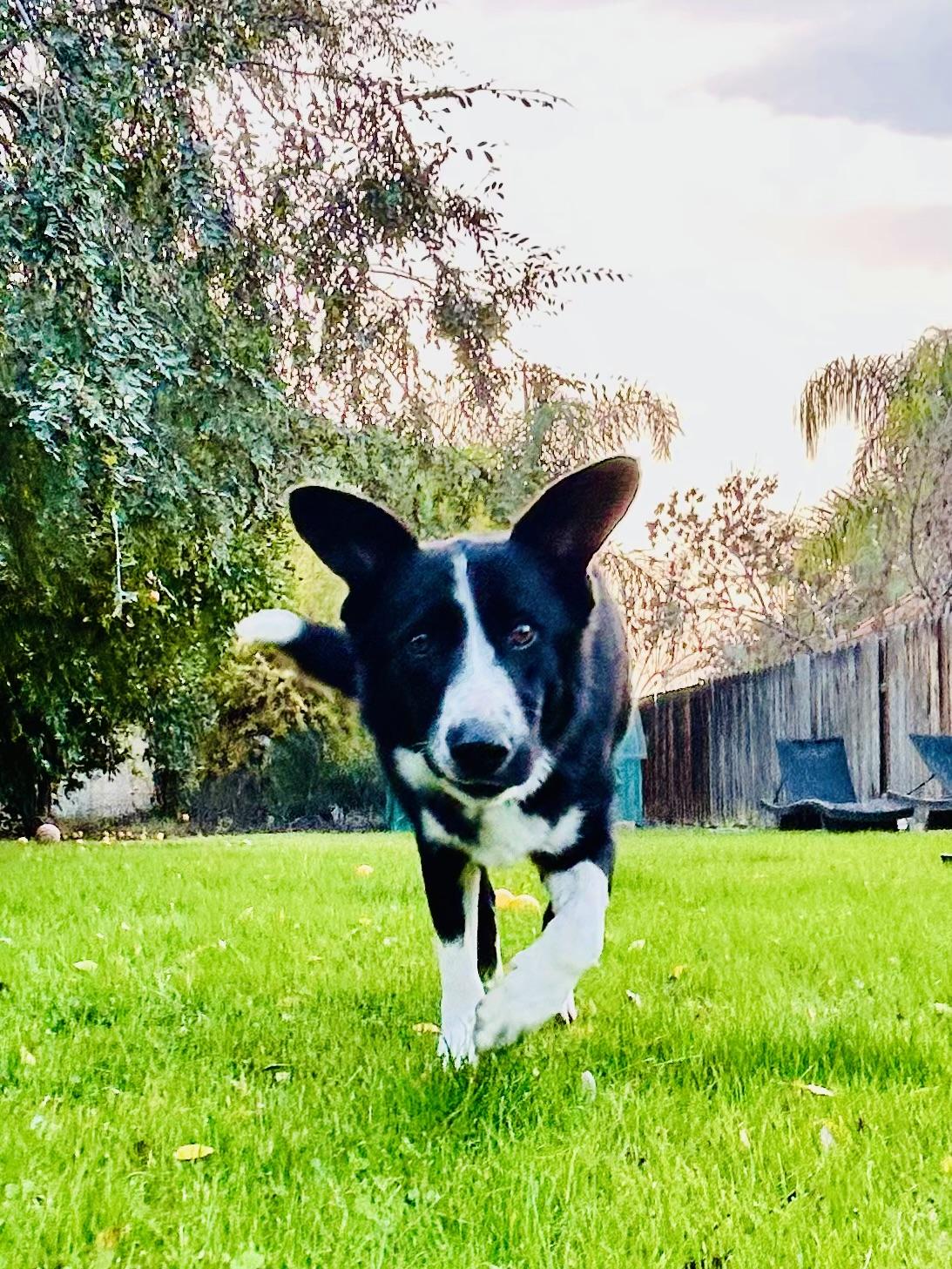 Enlarge Jack, a Adoptable mixed breed in Bakersfield, CA image 3/6
