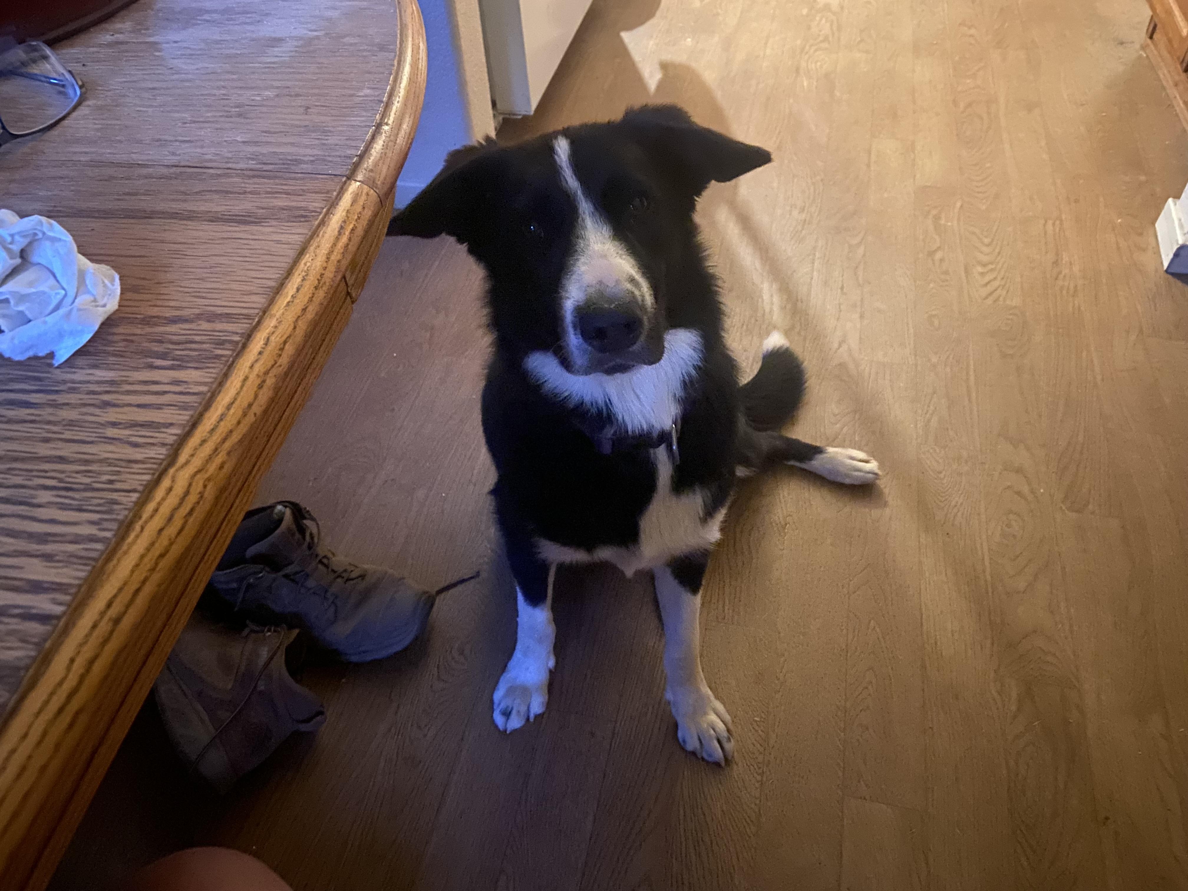 Enlarge Jack, a Adoptable mixed breed in Bakersfield, CA image 6/6